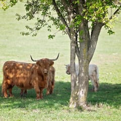 Tiny FishHouse on a Catfish Pond and Fluffy Cows