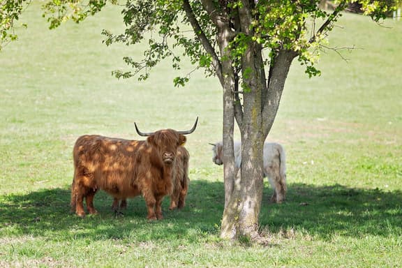Tiny FishHouse on a Catfish Pond and Fluffy Cows - Image 1