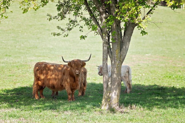 Brown Highland cattle with long horns grazing under a large tree in a green pasture